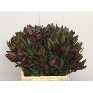 Leucad Safari Sunset Super