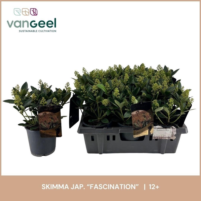 <h4>SKIM J FASCINATION</h4>