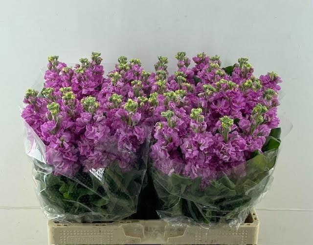 <h4>MATTH IRON ROSE</h4>