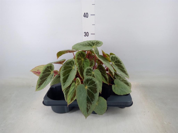 <h4>Begonia BD   ...</h4>