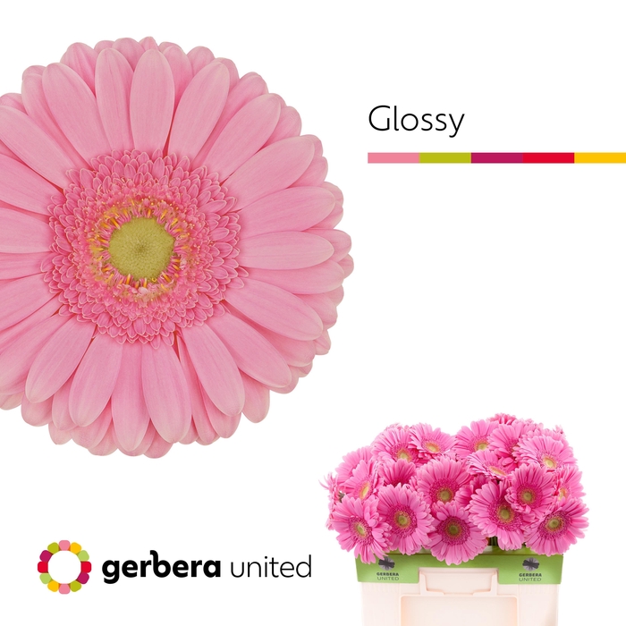 <h4>Gerbera Glossy Water</h4>