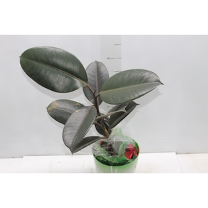 FICUS ELASTICA BURGUNDY P17