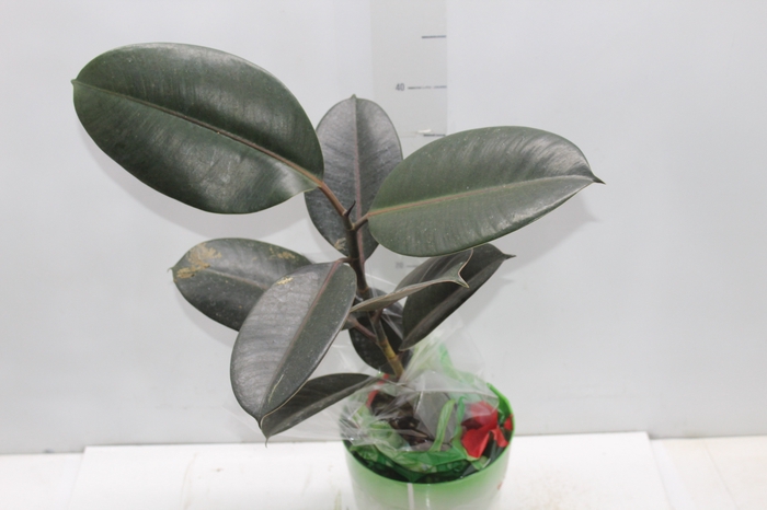 <h4>FICUS ELASTICA BURGUNDY P17</h4>