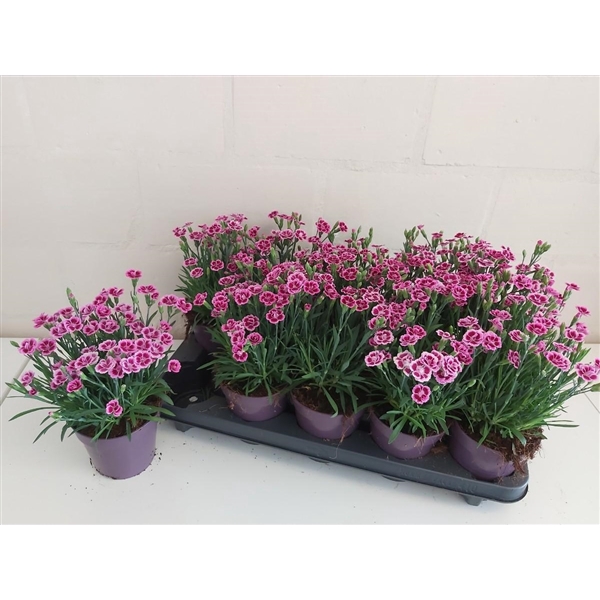 <h4>Dianthus Pink Kisses</h4>