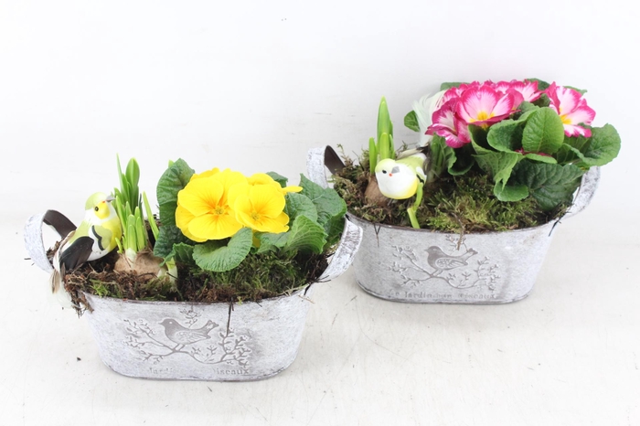 <h4>arr4 Primula TD - Zink ovaal 338/4</h4>