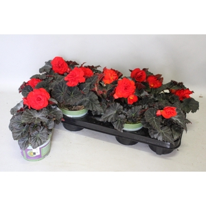 Begonia tub. Nonstop Mocca Red
