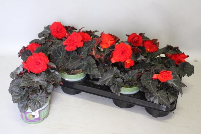 <h4>Begonia tub. Nonstop Mocca Red</h4>