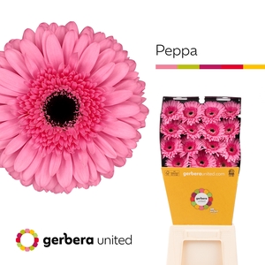 Gerbera Peppa Diamond per kaart