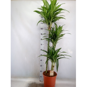 Dracaena fr de 'Ulises'