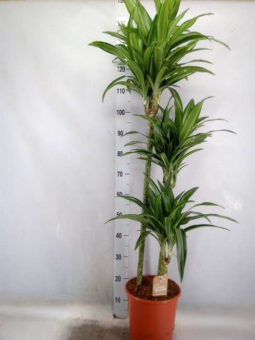 <h4>Dracaena fr de 'Ulises'</h4>