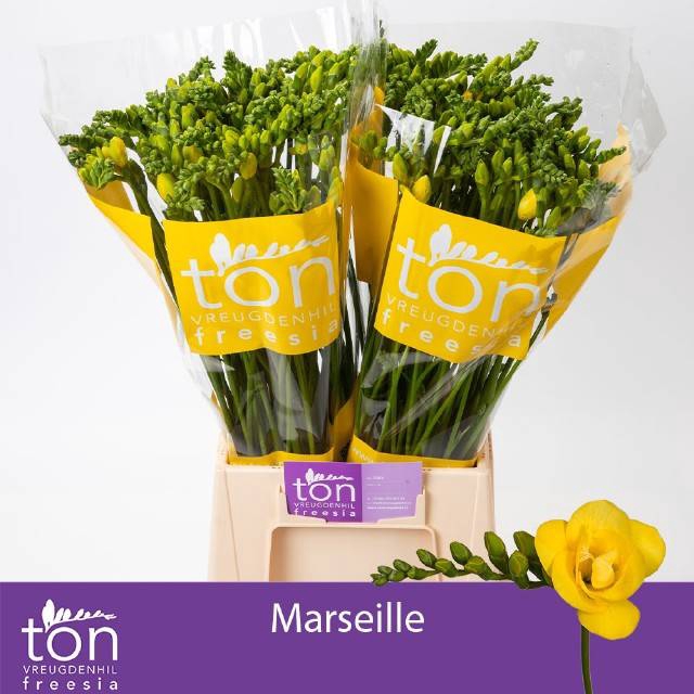 <h4>FR DU MARSEILLE</h4>