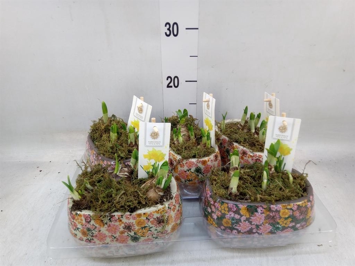 <h4>Arr. Narcissus Tete Tete H%</h4>