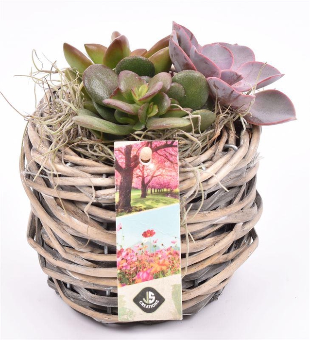 <h4>Wilg mand grijs 12cm</h4>