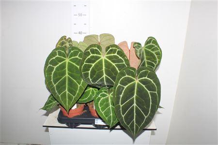 <h4>Anthu Crystallinum</h4>