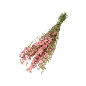 Dried flowers Delphinium 60cm