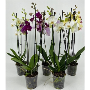 PHAL 3T MIX 16+ 55-75