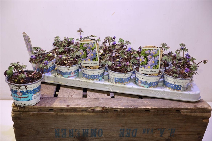 <h4>Anem Bl Blue Shades</h4>