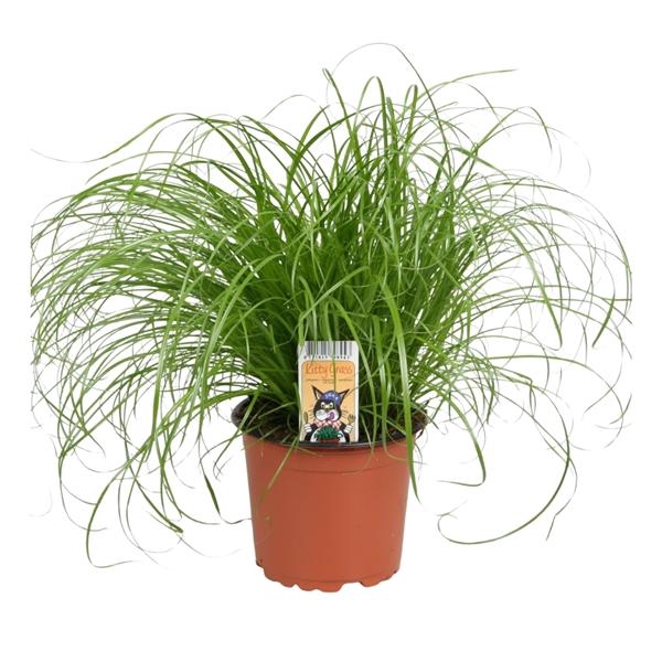 <h4>Cyperus alternifolius 'Zumula'</h4>