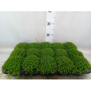 Soleirolia soleirolii   ...green