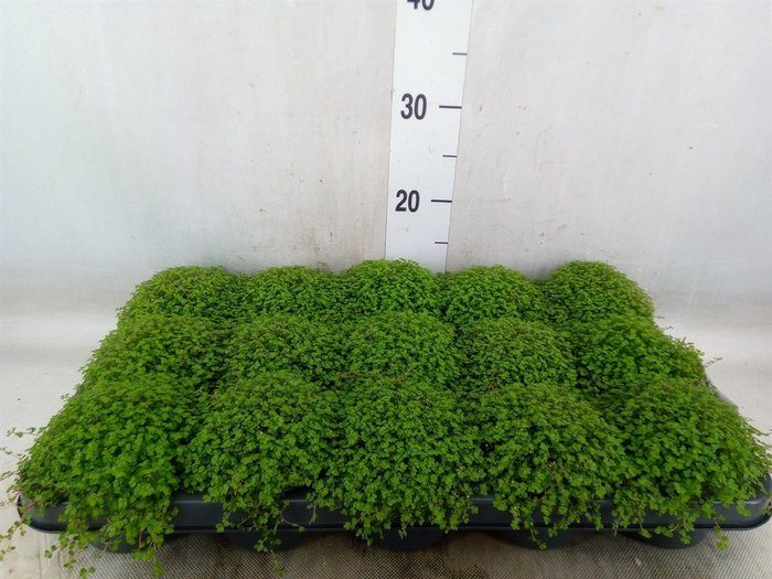 <h4>Soleirolia soleirolii   ...green</h4>