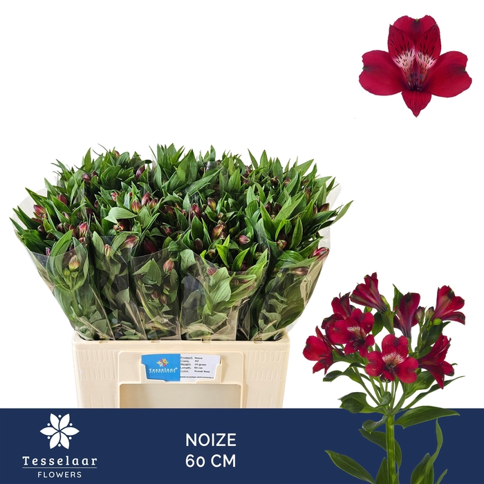 <h4>ALSTR NOIZE</h4>