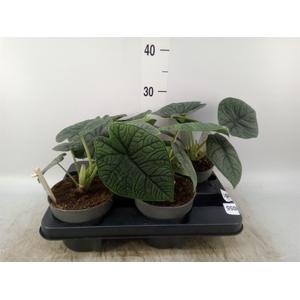 Alocasia   ...