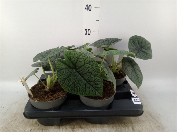 <h4>Alocasia   ...</h4>