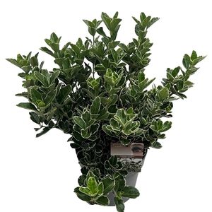 Euonymus jap. 'Kathy' sense
