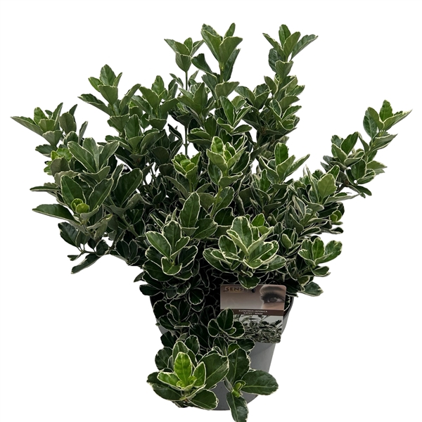 <h4>Euonymus jap. 'Kathy' sense</h4>