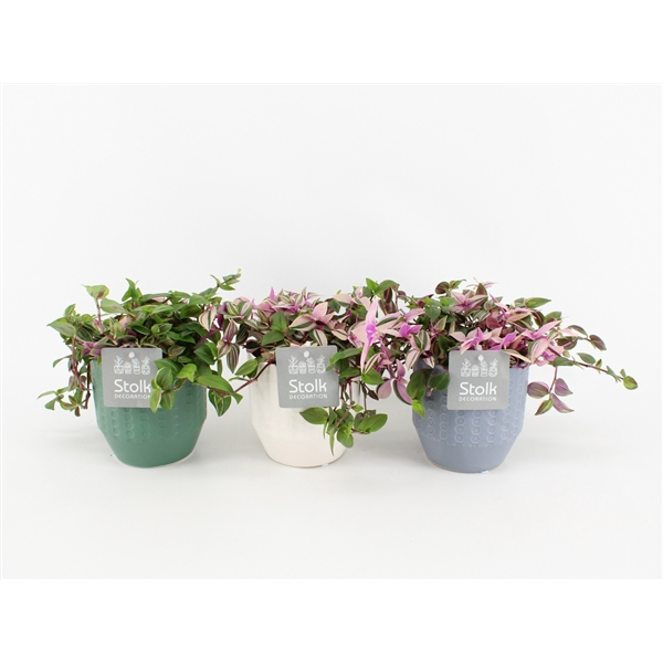 <h4>Tradescantia Quadricolor In Exspression keramiek</h4>