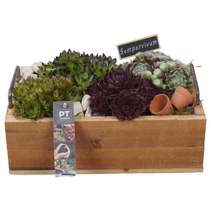 PTS7466 Arrangement Sempervivum in houten bak