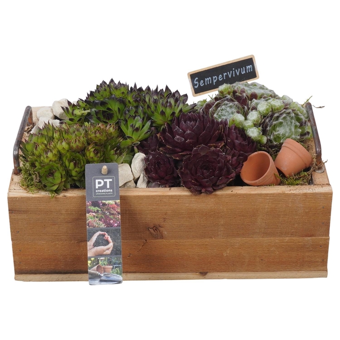 <h4>PTS7466 Arrangement Sempervivum in houten bak</h4>