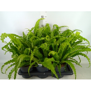 Asplenium antiquum 'Osaka'