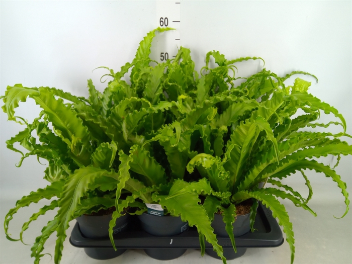 <h4>Asplenium antiquum 'Osaka'</h4>