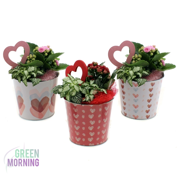 <h4>Arrangement 2 planten in zinken ompot 12 cm</h4>