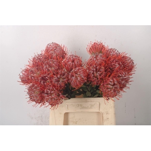 Leuco Co Scarlet Ribbon Red