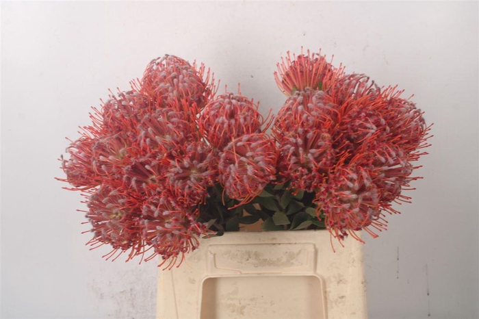 <h4>Leuco Co Scarlet Ribbon Red</h4>