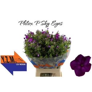 PHLOX P SKY EYES