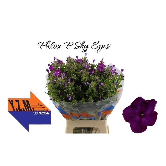 <h4>PHLOX P SKY EYES</h4>