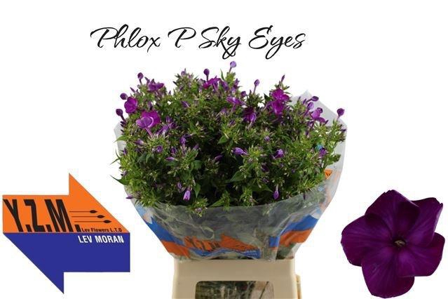 <h4>Phlox Pan Sky Eyes</h4>