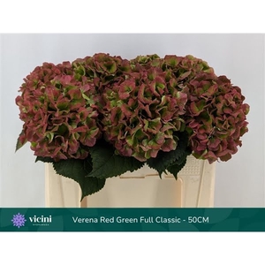 Hydr Verena Red Green Full Classic 50 cm Vicini