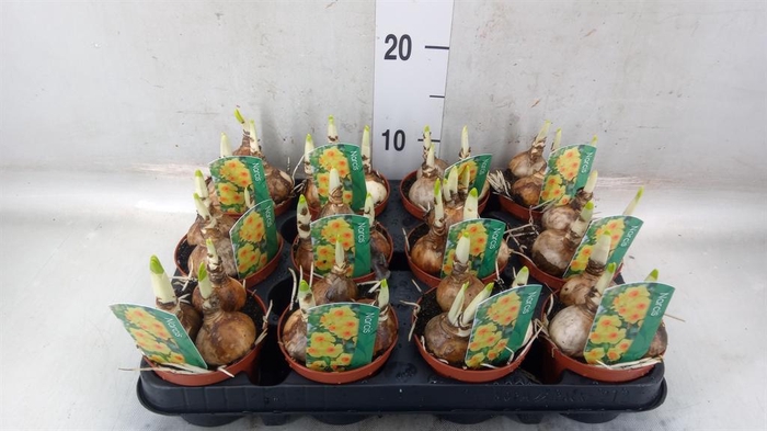 <h4>Narcissus ...</h4>