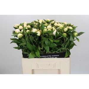 Paeonia Duchesse De Nemours