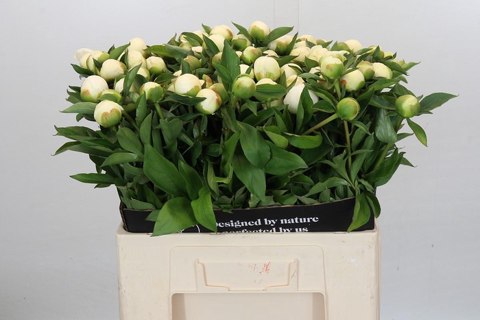 <h4>Paeonia Duchesse De Nemours</h4>