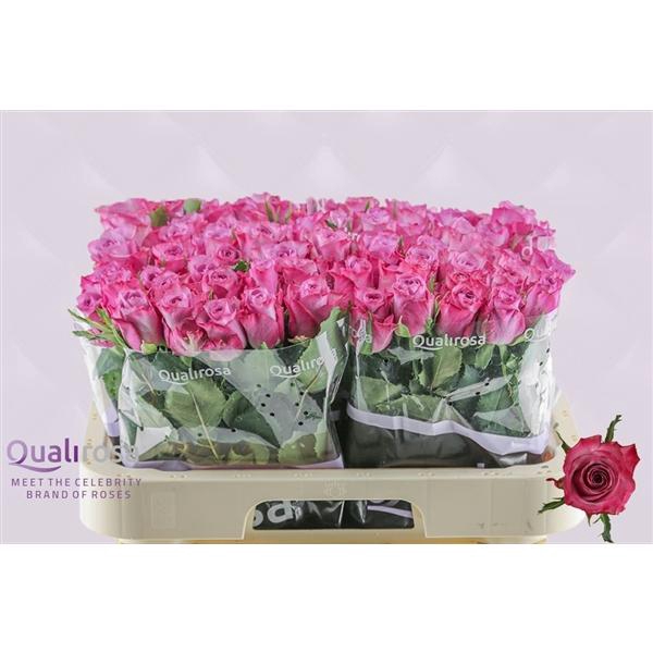 <h4>R Gr Deep Purple</h4>