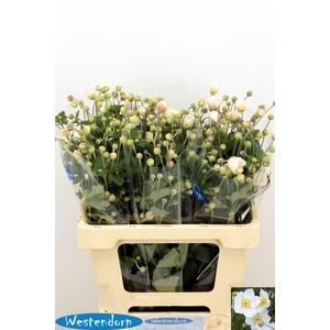 ANEM OV