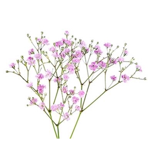 DROOG GYPS ROSE (X25