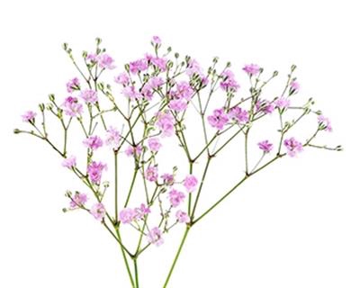 <h4>DROOG GYPS ROSE (X25</h4>