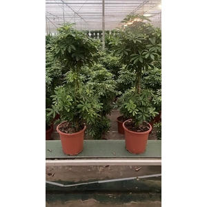 Schefflera overig