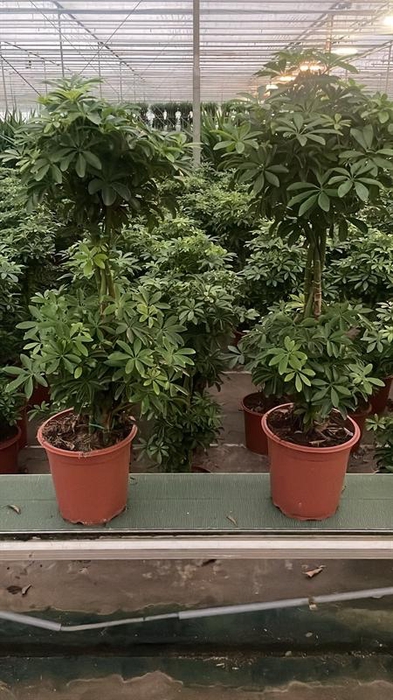 <h4>Schefflera overig</h4>